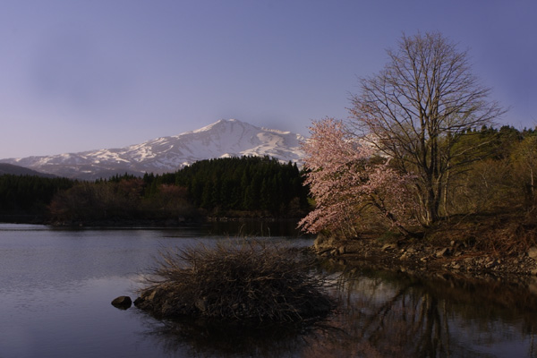 山桜の咲く光景